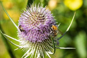 Ackerhummel (Bombus pascuorum) und Solitärbiene auf einer Blüte der Wilden Karde (Dipsacus sylvestris)
