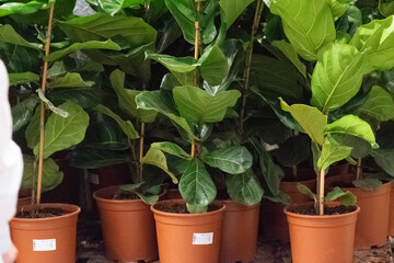 Fiddle-leaf fig saplings in nursery pots