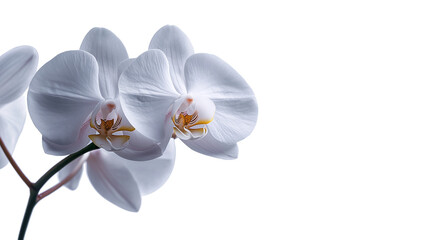 Fototapeta premium White Orchids with Cool Shadow on White Background