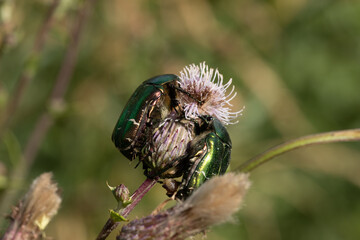 Zwei Rosenkäfer (Cetoniinae) auf einer Distel