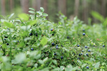 Ripe Wild Blueberries Close-Up