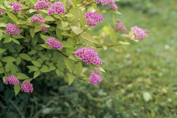 Vibrant Pink Spirea Blooms in Green Garden