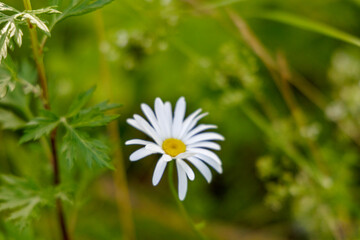 Classic White Daisy in Green Field
