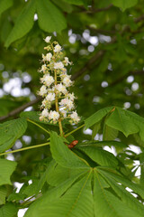 Kastanie,  Gemeine Rosskastanie,  Aesculus hippocastanum