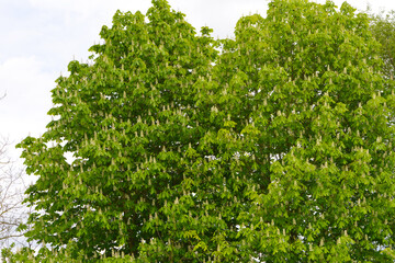 Kastanie,  Gemeine Rosskastanie,  Aesculus hippocastanum