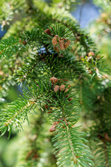 Pine Tree Branch with Young Cones