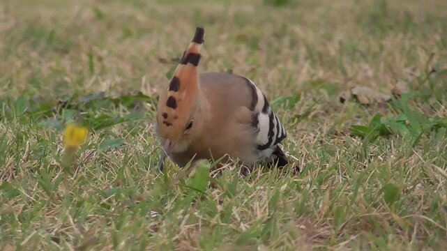 Eurasian Hoopoe (Upupa epops) Feeding on the Ground on Short Grassland