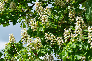 Kastanie,  Gemeine Rosskastanie,  Aesculus hippocastanum