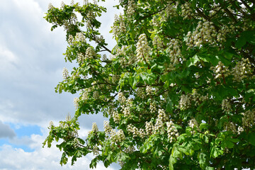 Kastanie,  Gemeine Rosskastanie,  Aesculus hippocastanum