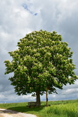 Kastanie,  Gemeine Rosskastanie,  Aesculus hippocastanum