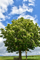 Kastanie,  Gemeine Rosskastanie,  Aesculus hippocastanum