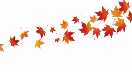 falling red maple leaves on transparent background, PNG, falling leaves, realistic, foliage, autumn, fall, leaf, leaf fall