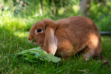 Adorable lop-eared bunny resting on lush green grass under sun. Fluffy pet rabbit in natural meadow...