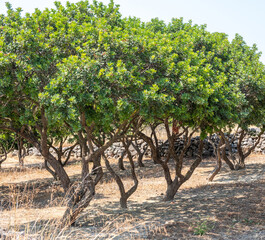 Mastic gum tree at Chios island, Greece. Pistachia lentiscus shrub cultivated for mastiha tears