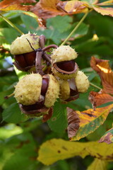 Kastanie,  Gemeine Rosskastanie,  Aesculus hippocastanum