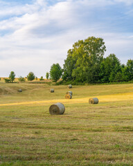 Round hay bales scattered across freshly mown field in golden light of sunset. Peaceful rural scene...