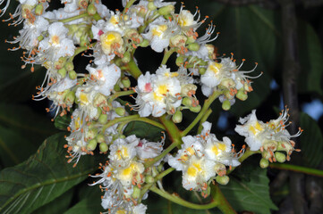 Kastanie,  Gemeine Rosskastanie,  Aesculus hippocastanum
