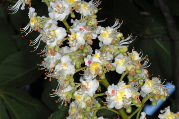 Kastanie,  Gemeine Rosskastanie,  Aesculus hippocastanum