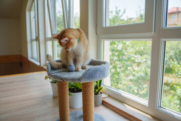 The cat is playing funny on a scratching post standing. A ginger British cat sits on a scratching post. Beautiful cozy living room with plenty of natural light from the panoramic windows.