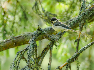 Coal tit perched on a lichen-covered spruce branch in summer light