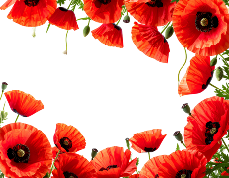 Transparent background with a poppy flower border on the right side, white space