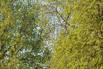 Gehölze, Bäume, Sträucher