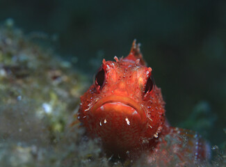 Close-up front view of a red scorpion fish.