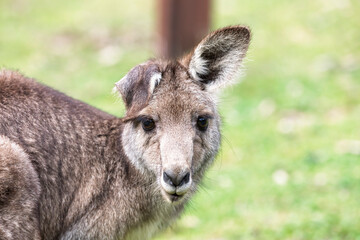 Fototapeta premium Photograph up close of the head of a small Kangaroo in Capertee Valley in the Wollemi National Park in the Central Tablelands of NSW, Australia.