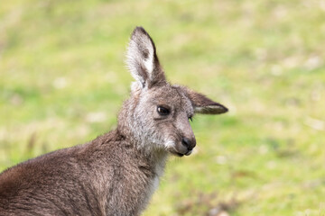 Photograph up close of the head of a small Kangaroo in Capertee Valley in the Wollemi National Park in the Central Tablelands of NSW, Australia.
