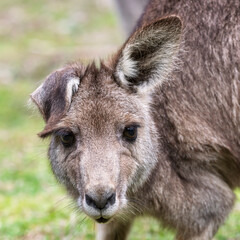 Fototapeta premium Photograph up close of the head of a small Kangaroo in Capertee Valley in the Wollemi National Park in the Central Tablelands of NSW, Australia.