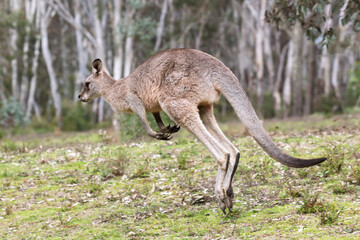 Photograph of a Kangaroo hopping through the forest in Capertee Valley in the Wollemi National Park in the Central Tablelands of NSW, Australia.