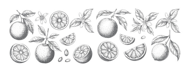 Vintage hand drawn oranges fruit set with slices, flowers, and leaves. Botanical illustration of oranges in engraving style. © Artverza