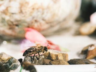 Close examination reveals the bee's compound eyes, structured mandibles, and delicate wings as it...