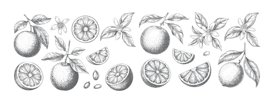Vintage hand drawn oranges fruit set with slices, flowers, and leaves. Botanical illustration of oranges in engraving style.