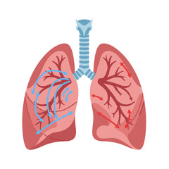 Vector illustration of human lungs with curved arrows showing airflow in and out, clean flat medical style in blue and red on white background, respiratory function concept