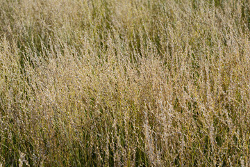 Kresse,  Saatkresse,  Gartenkresse,  Lepidium sativum