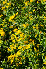 Gewürztagetes, Tagetes lucida