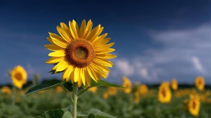 Close-up of a sunflower in the middle of a field. the sunflower is in full bloom with bright yellow petals and dark brown center.