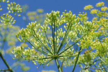 Fenchel, Foeniculum vulgare