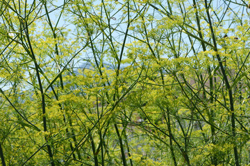Fenchel, Foeniculum vulgare