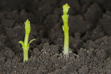 Kichererbse, Cicer arietinum