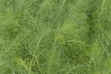 Fenchel, Foeniculum vulgare