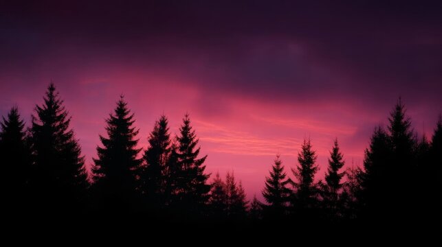 Landscape photograph of a group of tall pine trees silhouetted against a beautiful pink and purple sky.
