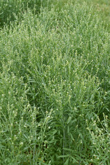 Kresse,  Saatkresse,  Gartenkresse,  Lepidium sativum