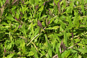 Handama, Okinawa-Spinat