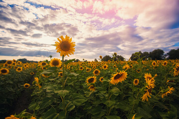 A picturesque field of a blossoming sunflower at sunset. Grain harvest in summer.