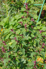 Obraz premium Gartenmelde, Atriplex hortensis