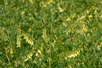 Santa Barbara Milchvetch,  Astragalus trichopodus
