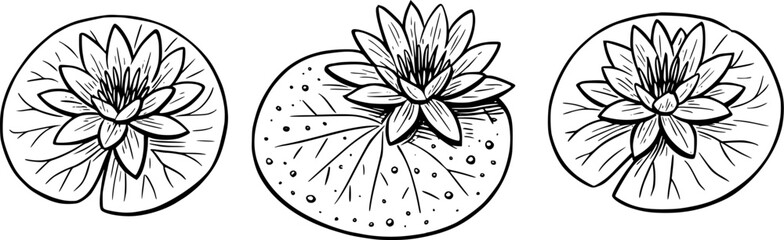 set of water lily flower illustration images