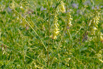 Santa Barbara Milchvetch,  Astragalus trichopodus